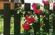 rosen.jpg (10284 Byte)